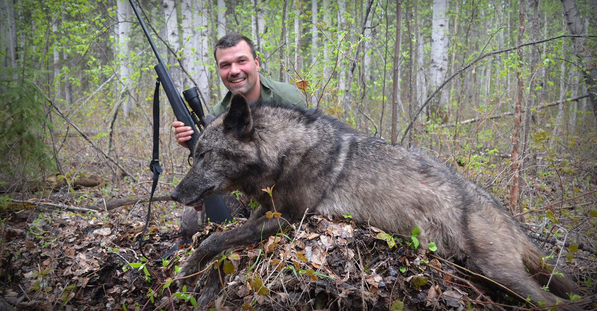 Wolf